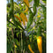 Aji Lemondrop DSRP